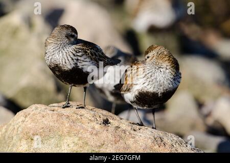 Zwei Dunlin roosting bei Flut auf Felsen Stockfoto