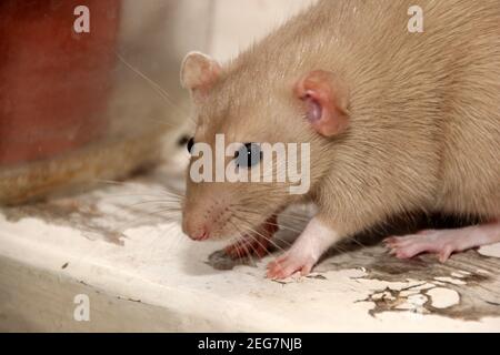 Lustige braune Ratten sitzen in einem großen Tontopf und essen Brot. Die Fancy Ratte ist die domestizierte Form von Rattus norvegicus. Dekorative Hausratte Stockfoto