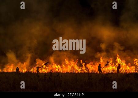 Waldlöser Stockfoto