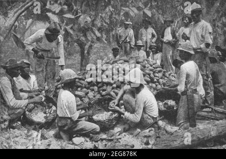 Foto des frühen 20th. Jahrhunderts von einem Mann, der Kakaobohnen extrahiert Aus Schoten des Kakaobaums auf einer Plantage in Trinidad um 1920 während der Zeit, als die Insel war Eine britische Kolonie Stockfoto