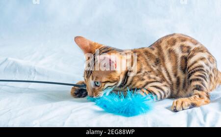 Fröhlich verspielt bengal Kätzchen fing ein flauschiges blaues Spielzeug und Hält es in seinem Mund Stockfoto