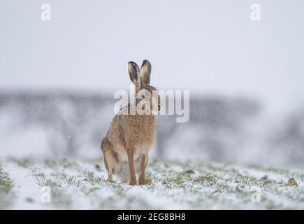 Brauner Hase im Winterschnee Stockfoto
