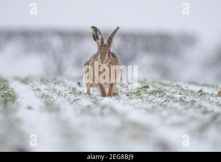 Brauner Hase im Winterschnee Stockfoto