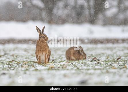 Brauner Hase im Winterschnee Stockfoto