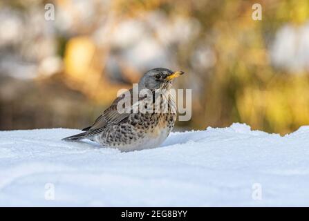 Feldfare Turdus pilaris, Besuch Garten im Winter Stockfoto