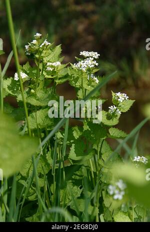 Der Knoblauch-Senf, Alliaria petiolata, hat einen Knoblauch-ähnlichen Geschmack und kann in vielerlei Hinsicht in der Küche verwendet werden. Es liefert wertvolle Vitamine und Mineralstoffe Stockfoto