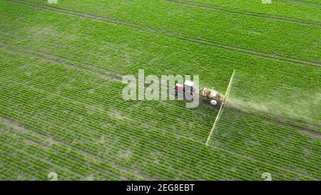 Der Traktor sprüht Pflanzen mit Herbiziden, Insektiziden und Pestiziden. Stockfoto