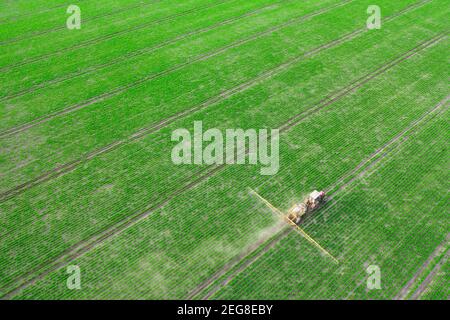 Der Traktor sprüht Pflanzen mit Herbiziden, Insektiziden und Pestiziden. Stockfoto