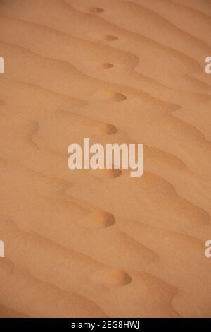 Eine Nahaufnahme von tierischen Fußabdrücken, die im Wüstensand kreuzen In den Vereinigten Arabischen Emiraten (VAE) oder einer sahara Konzept Wandern in der Wildnis Stockfoto