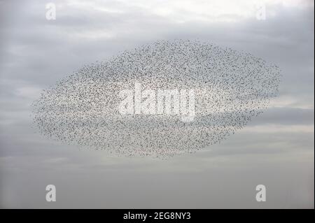 Eine Murmuration abseits des Strandes in Brighton, East Sussex, England, Großbritannien Stockfoto