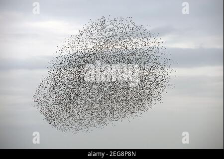 Eine Murmuration abseits des Strandes in Brighton, East Sussex, England, Großbritannien Stockfoto