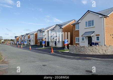 Caerwys, Flintshire; Großbritannien: 11. Feb 2021: Neu gebaute Einfamilienhäuser mit einer Reihe von Immobilienmakler-Verkaufsstellen am Dorfrand werden von vermarktet Stockfoto