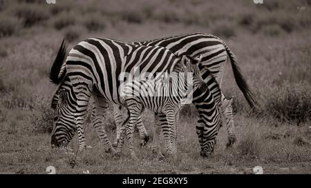 Eine Zebrafamilie grast ruhig die Flugzeuge des Pilanesberg National Park, Südafrika. Stockfoto