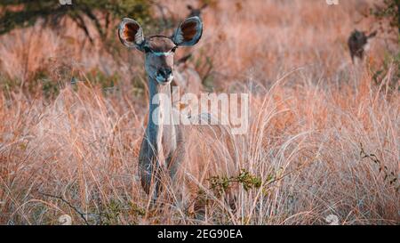 Als wir durch den Pilanesberg Nationalpark in Südafrika fuhren, trafen wir auf eine Herde wunderschöner Kudus. Stockfoto