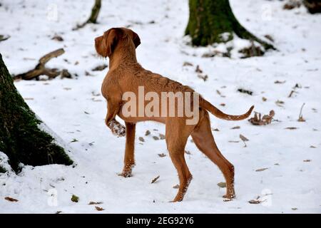 Ungarisch Wirehaired Vizsla zeigt Stockfoto