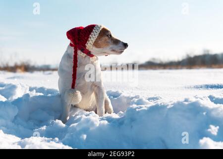 Weißer Jack russel Terrier Welpe in stilvollem roten weihnachtsmann Hut auf schneebedecktem Feld bei Sonnenaufgang. Weihnachtsmesse und Neujahrskarte Stockfoto