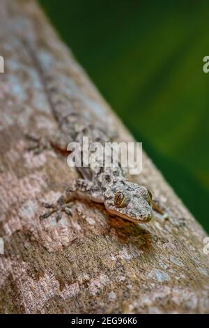 Afro-amerikanischer Hausgecko - Hemidactylus mabouia, schöne Eidechse aus afrikanischen Häusern, Wäldern und Gärten, Sansibar, Tansania. Stockfoto