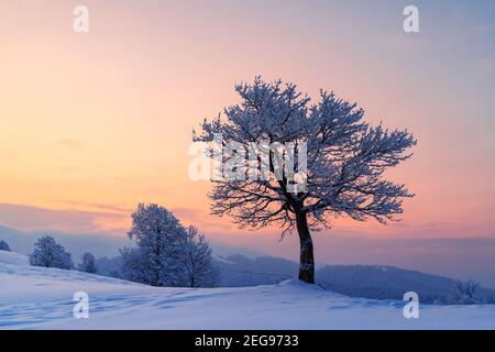 Erstaunliche Winterlandschaft mit einem einsamen verschneiten Baum auf einem Bergtal. Rosa Sonnenaufgangshimmel leuchtet auf dem Hintergrund. Landschaftsfotografie Stockfoto