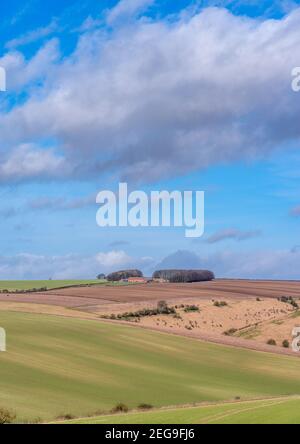 Neu gesät grüne Felder mit Traktorspuren über sanfte Hügel und blauen Himmel in den Yorshire Wolds. Stockfoto