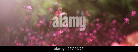 Oenothera lindheimeri oder rosa gaura Blumen bei Sonnenuntergang Licht, Sommer Hintergrund. Webbanner. Stockfoto