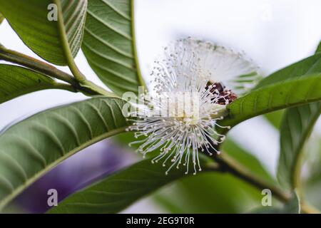 Guava Flower Aufnahme mit geringer Schärfentiefe Stockfoto