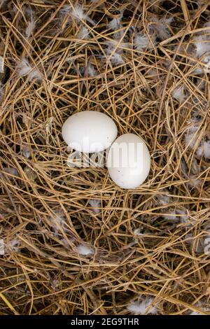 Vogelaugenaufnahme mit zwei kleinen weißen Eiern, die darin liegen Ein Nest