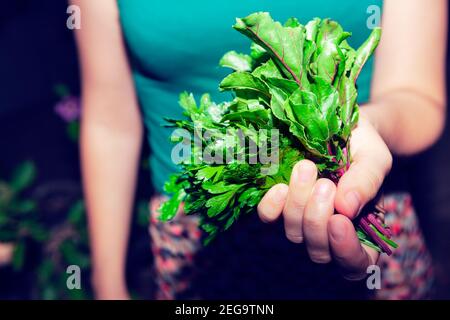 Mädchen hält in ihrer Hand Salatpflanzen. Gesundes Gemüse für Salat Stockfoto