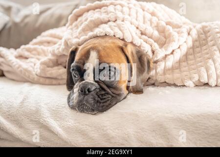 Niedliches Gesicht 9 Monate alt reinrassig golden Welpe deutsch Boxer Hund Nahaufnahme schlafen unter Decke Aufwärmen Kuscheln. Stockfoto