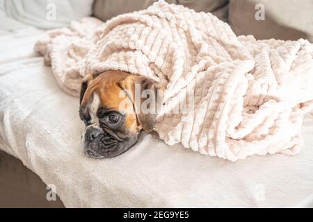 Niedliches Gesicht 9 Monate alt reinrassig golden Welpe deutsch Boxer Hund Nahaufnahme schlafen unter Decke Aufwärmen Kuscheln. Stockfoto
