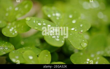 Flora von Gran Canaria - Oxalis pes-caprae, invasive Pflanze auf den Kanarischen Inseln Stockfoto