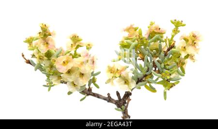 Flora von Gran Canaria - Salsola divaricata Salzkraut, salztolerante Pflanze endemisch auf den Kanarischen Inseln, isoliert auf weiß Stockfoto