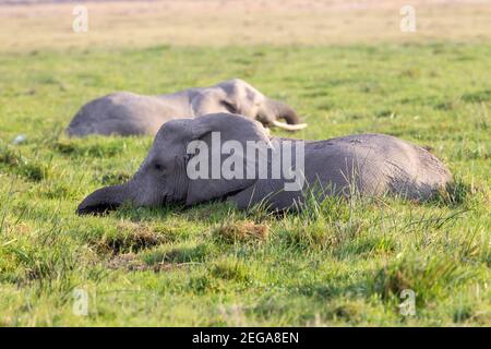 Afrikanischer Elefant, Loxodonta africana, Gruppe von Tieren, die sich im Wildreservat im Wasser abkühlen, Kenia, Afrika Stockfoto