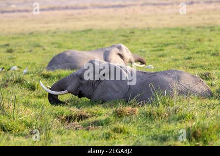 Afrikanischer Elefant, Loxodonta africana, Gruppe von Tieren, die sich im Wildreservat im Wasser abkühlen, Kenia, Afrika Stockfoto