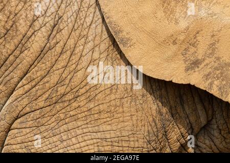 Afrikanischer Elefant, Loxodonta africana, Nahaufnahme der Struktur der Haut und der Haut eines erwachsenen Tieres Stockfoto