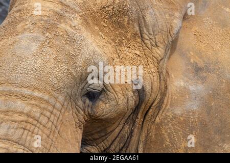 Afrikanischer Elefant, Loxodonta africana, Nahaufnahme des Kopfes eines Erwachsenen, Kenia Stockfoto