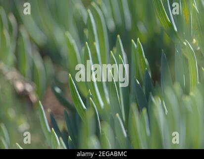 Curio repens aga blau Finger Pflanze Attraktive saftige Blätter natürlich Makro floralen Hintergrund Stockfoto