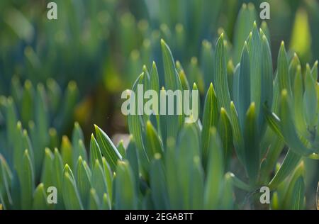 Curio repens aga blau Finger Pflanze Attraktive saftige Blätter natürlich Makro floralen Hintergrund Stockfoto