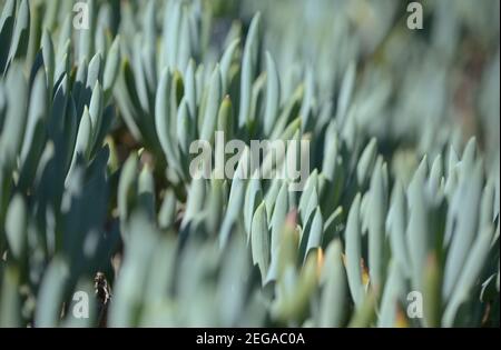 Curio repens aga blau Finger Pflanze Attraktive saftige Blätter natürlich Makro floralen Hintergrund Stockfoto