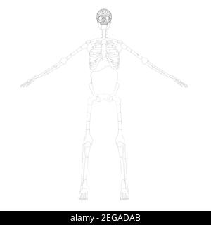 Die Kontur des menschlichen Skeletts mit erhobenen Händen. Vorderansicht. Vektorgrafik. Stock Vektor