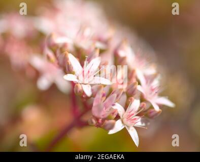 Kleine rosa und rote Blüten von Crassula ovata, Geldbaum, natürlichen floralen Hintergrund Stockfoto