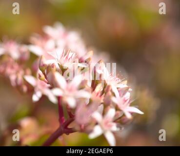 Kleine rosa und rote Blüten von Crassula ovata, Geldbaum, natürlichen floralen Hintergrund Stockfoto