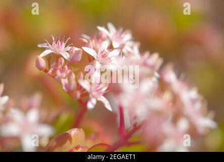 Kleine rosa und rote Blüten von Crassula ovata, Geldbaum, natürlichen floralen Hintergrund Stockfoto