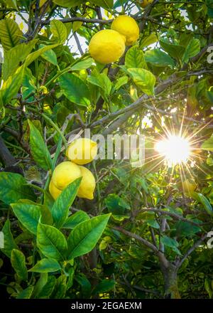 Vertikaler mediterraner Zitronenbaum mit Früchten in einem Hain, selektiver Fokus mit Sonneneinstrahlung durch den späten Abend Sonnenuntergang, aufgenommen für Hintergrund für Kopie s Stockfoto