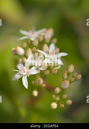 Kleine rosa und rote Blüten von Crassula ovata, Geldbaum, natürlichen floralen Hintergrund Stockfoto