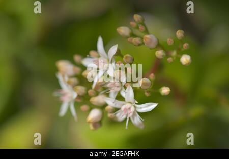 Kleine rosa und rote Blüten von Crassula ovata, Geldbaum, natürlichen floralen Hintergrund Stockfoto