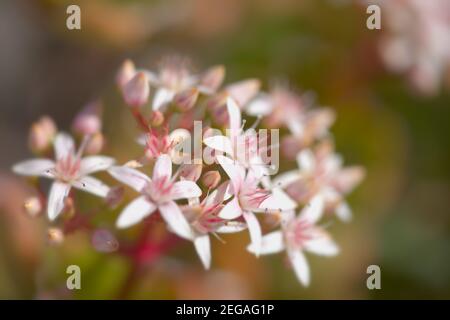 Kleine rosa und rote Blüten von Crassula ovata, Geldbaum, natürlichen floralen Hintergrund Stockfoto