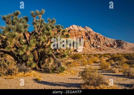 Joshua Tree, Felsformationen im Red Rock Canyon State Park, Mojave Desert, Kalifornien, USA Stockfoto