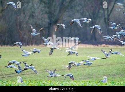 Rottaube Columba palumbus Flock taking Flight from arable Field, West Lothian, Scotland, February. Stockfoto