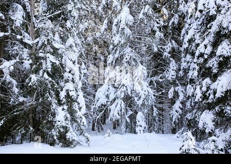Schneebedeckte Fichten, Picea abies, im ländlichen Süden Finnlands an einem kalten Tag im Februar. 2021.