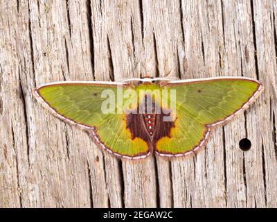 Tropische Motte im montanen Regenwald bei Cosanga an den Amazonas-Hängen der Anden, Ecuador Stockfoto